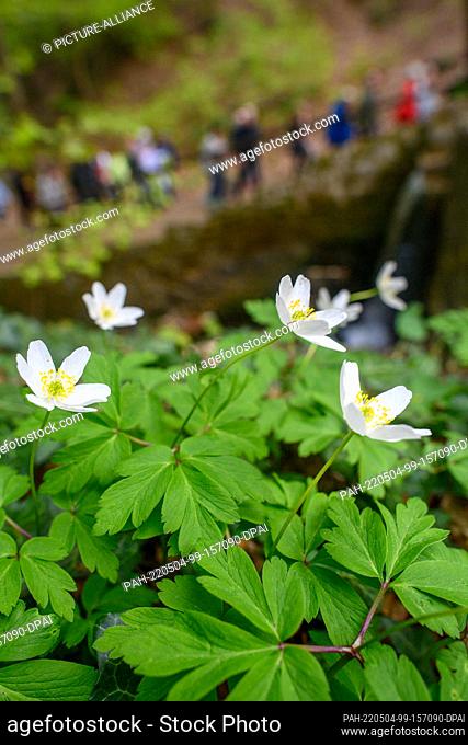04 May 2022, Saxony-Anhalt, Bad Suderode: Participants of the ""Hike with Heart's Blood"" walk past blooming anemones. The ""Hike with Heart's Blood"" was...
