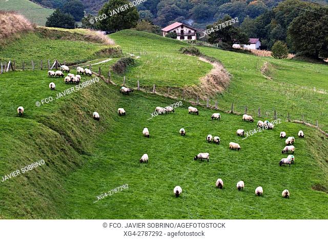 Caserío y ovejas latxas - Ziga. Baztán - Navarra. Pirineos. Spain