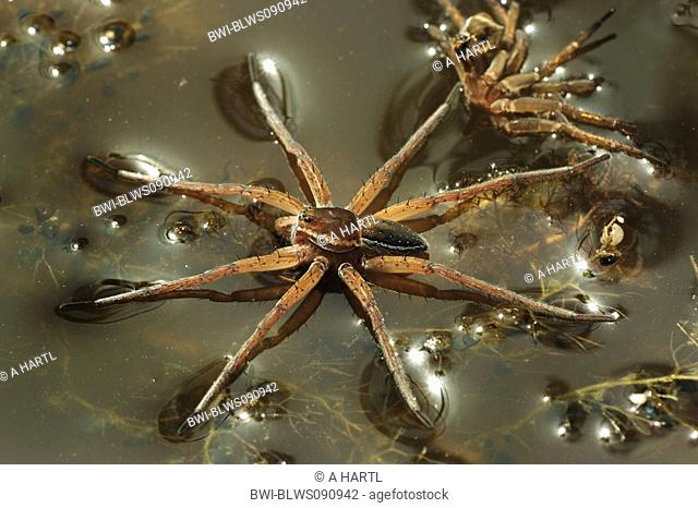 fimbriate fishing spider Dolomedes fimbriatus, holded by surface tension, exuvia in background, Germany, Bavaria, Staffelsee