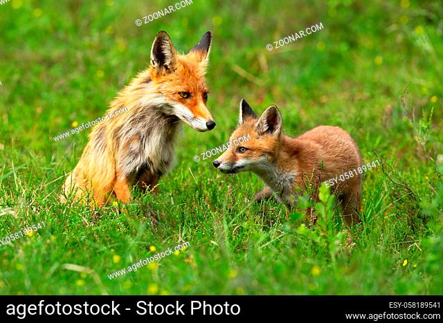 Red fox, vulpes vulpes, cub exploring surroundings with its mother sitting behind it and guarding. Cute animal family on green meadow in summer nature