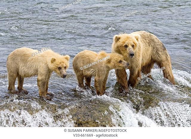 Brown Bear mom and her cubs fishing in Katmai National Park, Alaska, USA