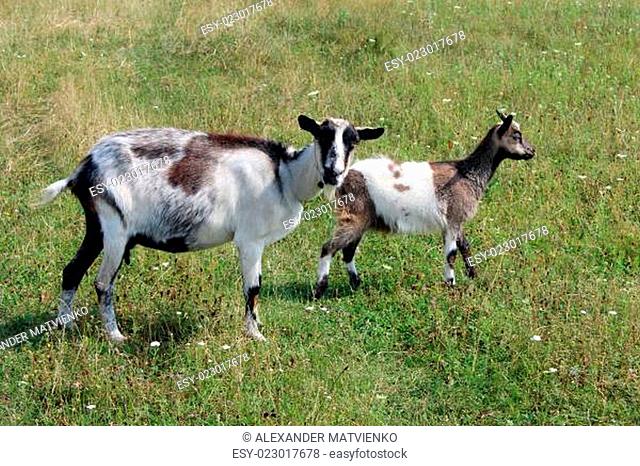 Goat and kid on the pasture