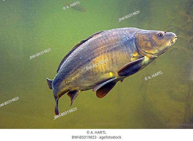 carp, common carp, European carp (Cyprinus carpio), mirror carp, Germany, Bavaria