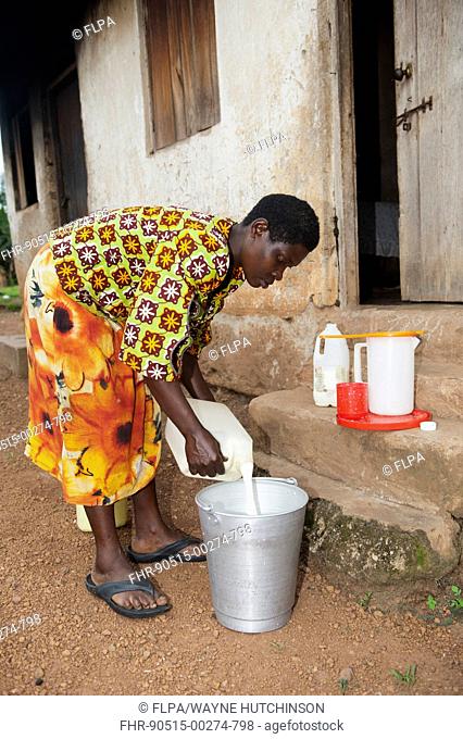 Woman filtering fresh milk to make sure it is clean, Uganda, June