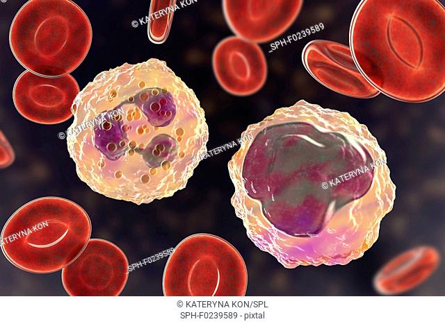 Neutrophil (left) and monocyte (right) white blood cell in blood smear, computer illustration. Neutrophils are the most abundant white blood cell and are part...