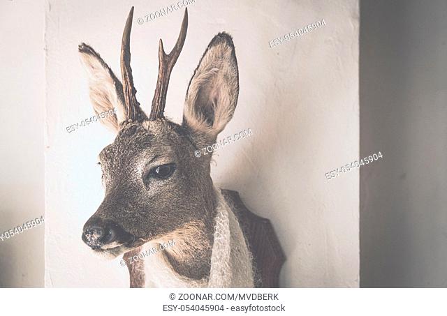 head of a deer with a white shawl on the wall