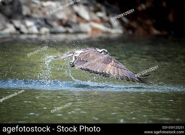 An osprey comes up empty after trying to catch a fish in north Idaho