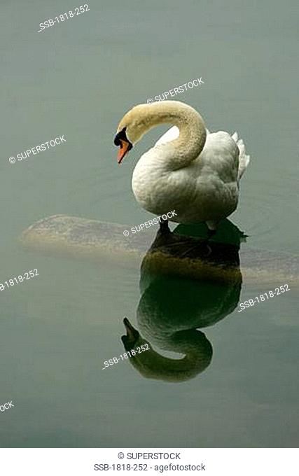 Swan in a lake, Lake Bled, Bled, Slovenia