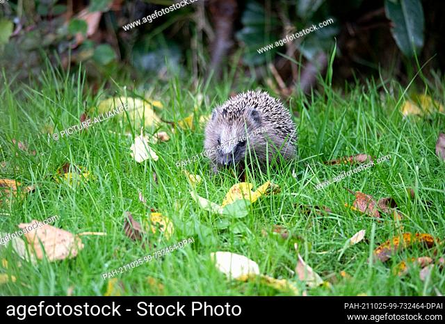 24 October 2021, Hamburg: A young brown-breasted hedgehog (Erinaceus europaeus) walks through grass and leaves in the afternoon