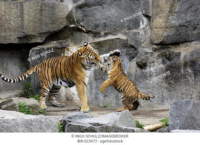 Sibirian tiger, Panthera tigris altaica