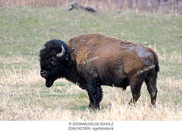 American Bison bull crosses the prairie