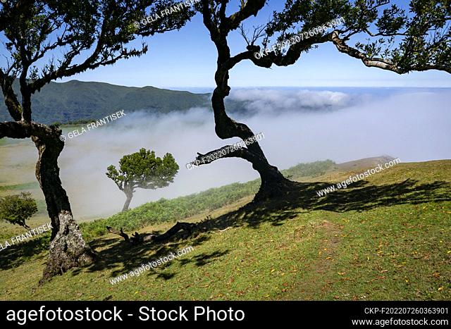 Laurissilva forest in the Fanal area in the Portuguese island of Madeira, July 20, 2022. (CTK Photo/Frantisek Gela)
