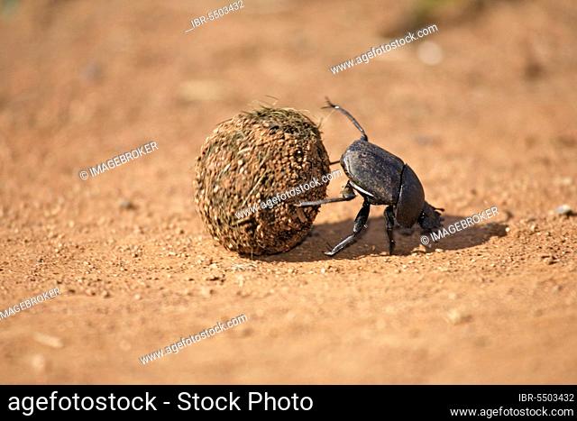 Dung beetle rolling ball of elephant dung, Madkiwe national park, South Africa (Pachylomeras femoralis)