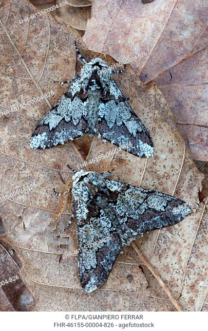 Oak Beauty Biston strataria two adult males, resting on leaf litter in woodland, Italy, march
