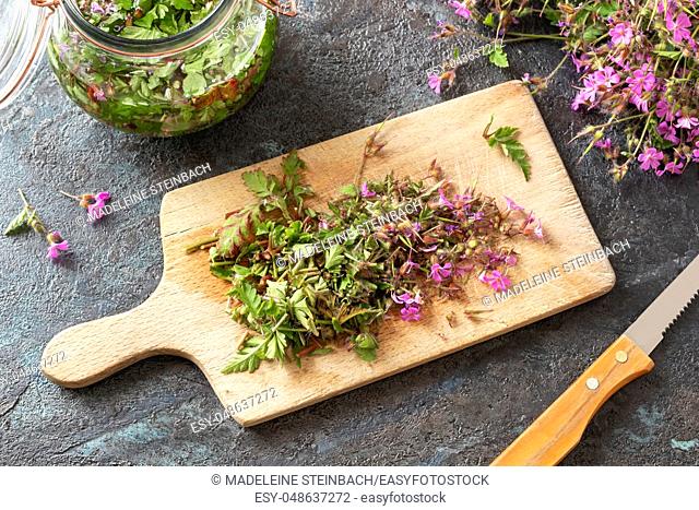 Cutting up fresh herb-Robert, or Geranium robertianum plant to prepare homemade herbal tincture