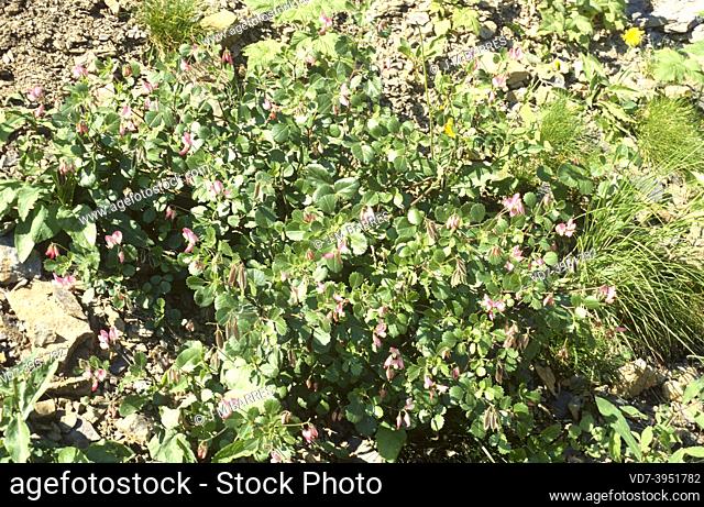 Round-leaved restharrow (Ononis rotuntifolia or Ononis tribracteata) is a shrub native to Pyrenees, Alps and Cevennes. This photo was taken in Pedraforca...