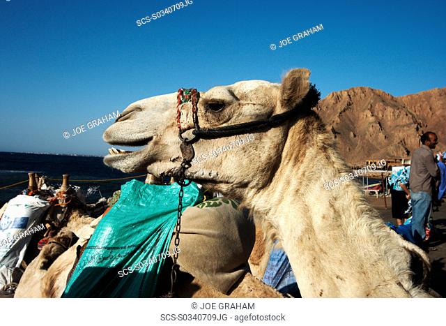 Camel smiling as he waits in the early morning sun with diving equipment on his back Dahab South Sinai Egypt