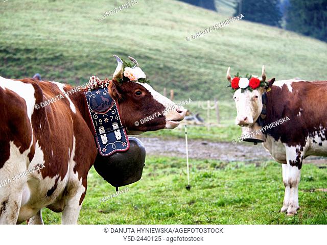 portrait of Swiss cows decorated with flowers and huge bell, desalpes ceremony - cows coming back from high pastures for the winter, Charmey, Fribourg canton