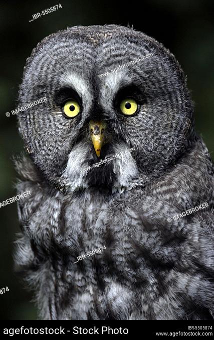Little Owl (Strix nebulosa)