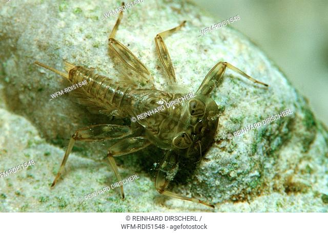 Fly, Plecoptera, Bavaria, Germany