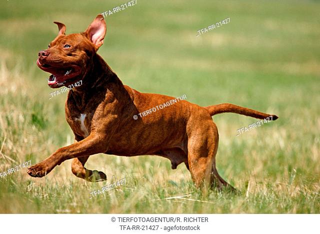 American Pit Bull Terrier
