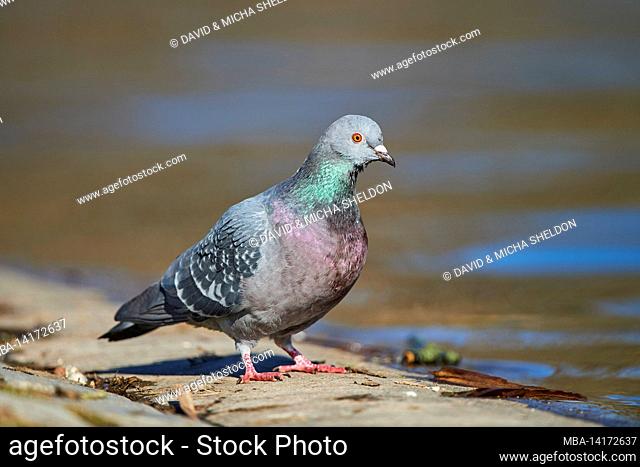 feral pigeon or city pigeon (columba livia domestica) stands at the water's edge, bavaria, germany