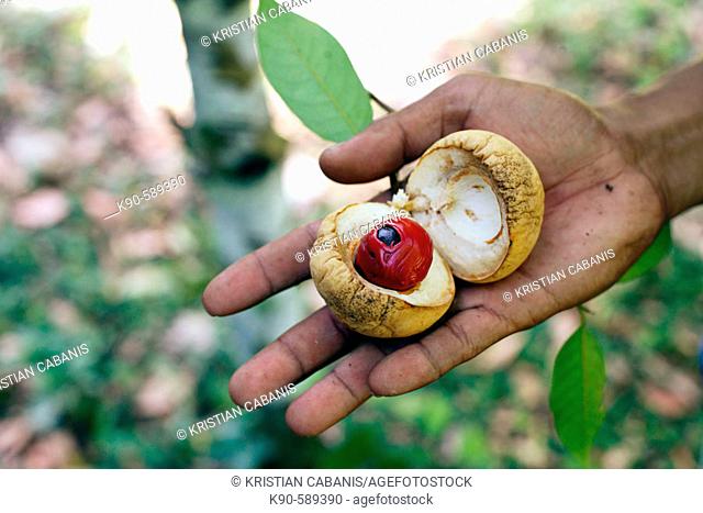 Man holding an opened nut meg, Banda Islands, Molucca Archipelago, Indonesia, Southeast Asia