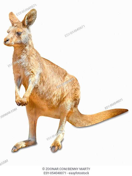 Red australian kangaroo, Macropus rufus, in front and isolated on white background