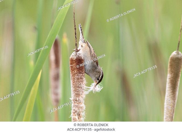 Marsh wren (Cistothorus palustris), collecting nesting material from cattail (Typha sp.), Lac Le Jeune, British Columbia