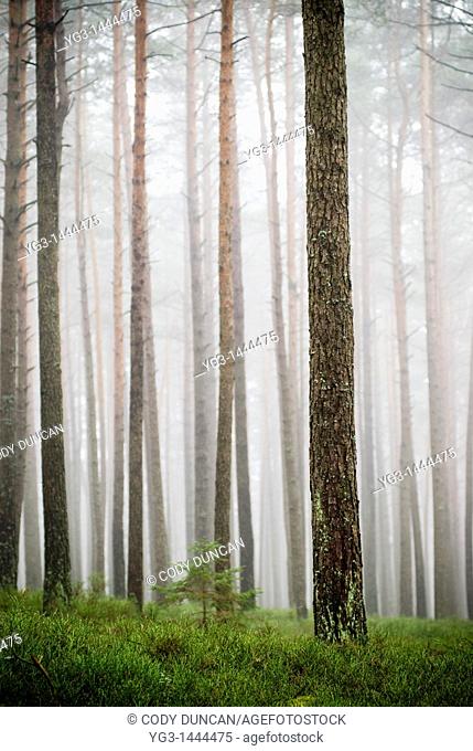 Foggy forest near Auerbach, Germany