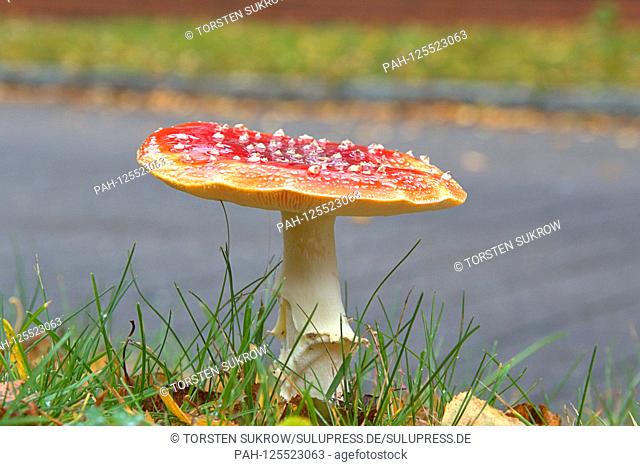 13.10.2019, a toadstool (Amanita muscaria), a poisonous mushroom, from the family of the amanita relatives. Class: Agaricomycetes, Subclass: Agaricomycetidae