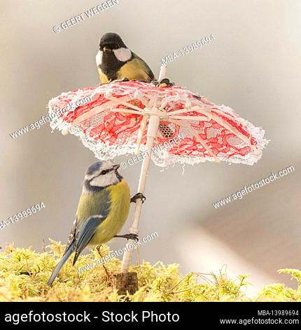 great tit and blue tit with an umbrella