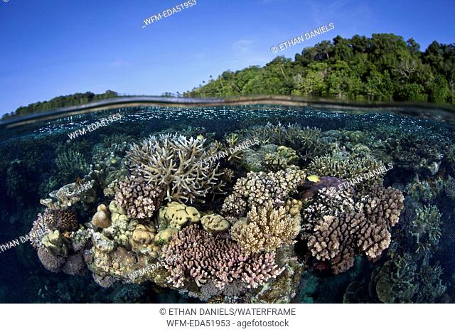 Corals buliding Reef Top, Acropora sp., Melanesia, Pacific Ocean, Solomon Islands