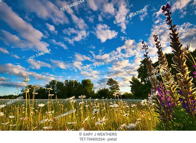 USA, Oregon, Marion County, Meadow with wildflowers at sunset