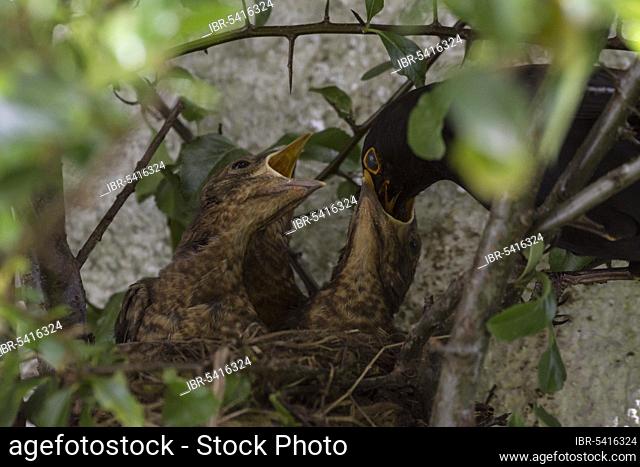Blackbirds (Turdus merula), Males and young birds, Lower Saxony, Germany, Europe