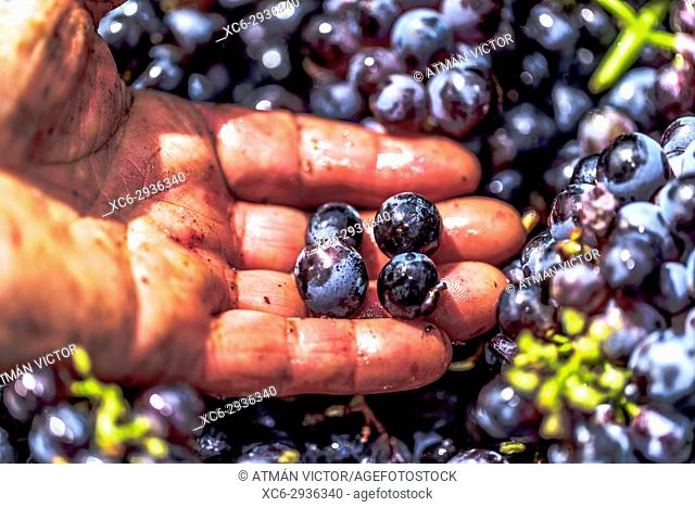 Landworkers picking grapes during the grape harvest season in Tenerife island