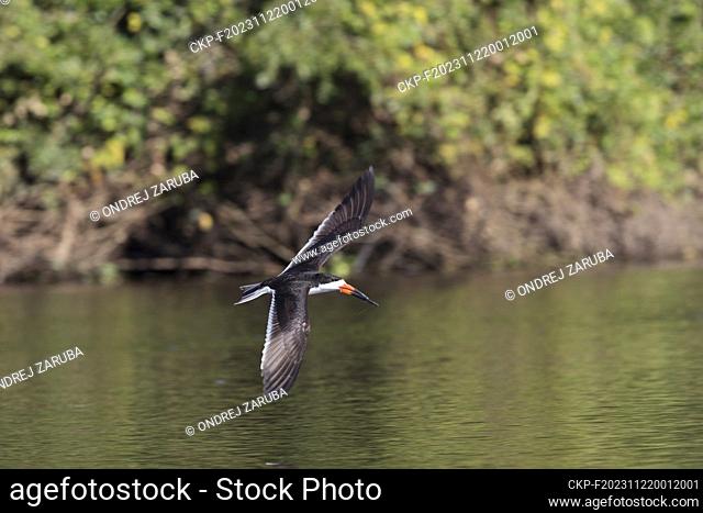 black skimmer in tropical Pantanal (CTK Photo/Ondrej Zaruba)