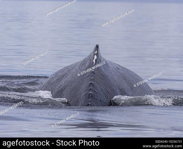 Humpback whale (Megaptera novaeangliae) back. Image made under NMFS permit 19703