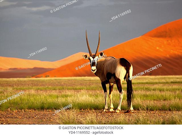 Gemsbok Oryx gazella, in the desert, Namib-Naukluft National Park, Namib desert, Namibia