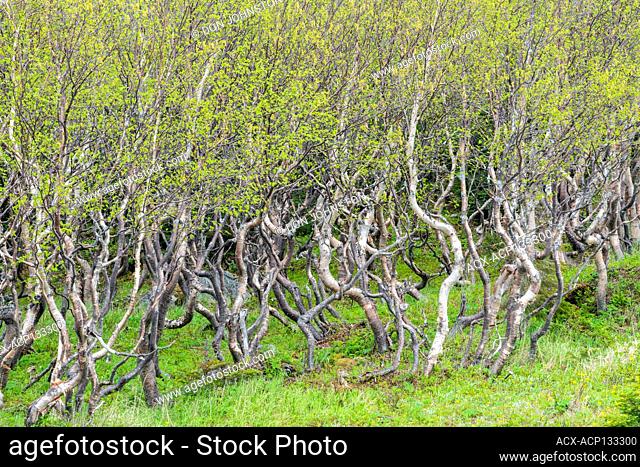 White birch (Betula papyrifera) grove with twisted tree trunks