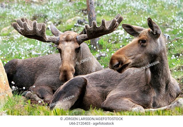 Moose, Dalarna, Sweden