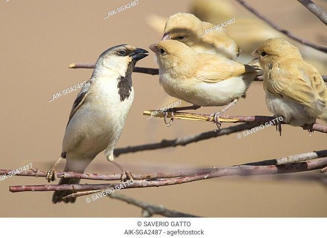 Desert Sparrow (Passer simplex saharae), adult male feeding its fledglings