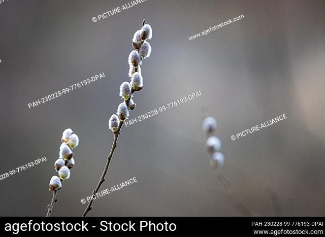 28 February 2023, Brandenburg, Cottbus: Inflorescences of the sal willow, so-called willow catkins, grow on a tree. The flowers develop before the leaves shoot