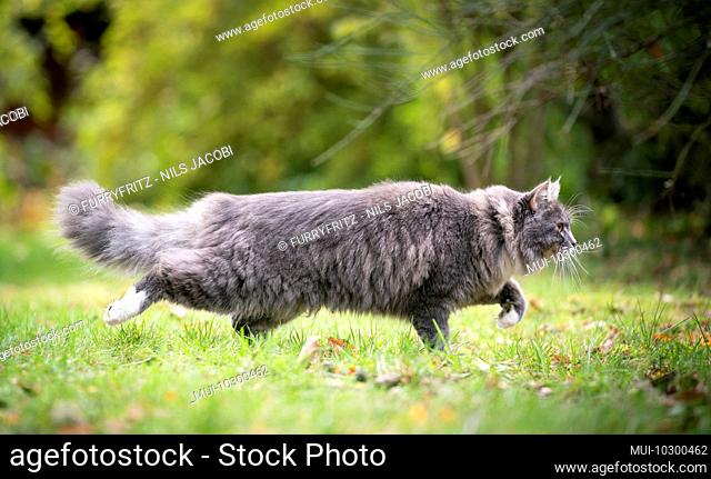 side view of a young blue tabby maine coon cat with white paws prowling outdoors in nature