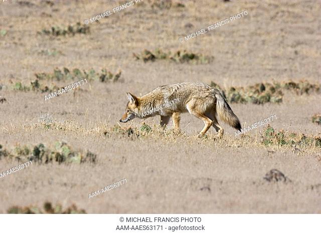 Coyote (Canis latrans), hunting in grassland during fall Yellowstone National Park Wyoming