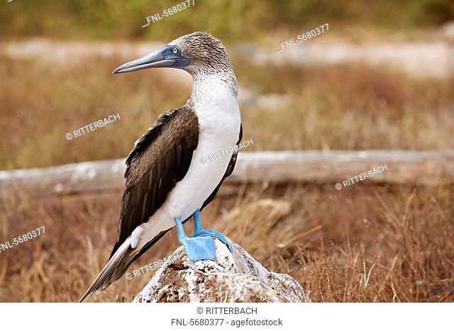 Blue-footed Booby Sula nebouxii on a stone, North Seymour Island, Galapagos Islands