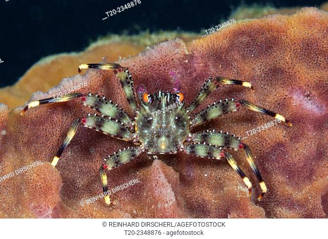 Coral Crab inside sponge, Trapezia sp., Ambon, Moluccas, Indonesia