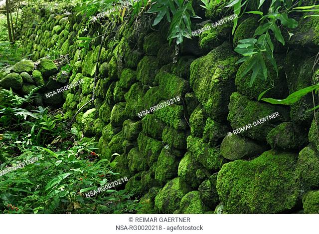 Moss covered rocks at the temple ruins of Iliiliopae Heiau Molokai
