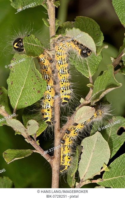 Caterpillars of Buff-tip Moths (phalera bucephala) feeding on an Eared Sallow Bush (Salicetum auritae), Baden-Württemberg, Germany