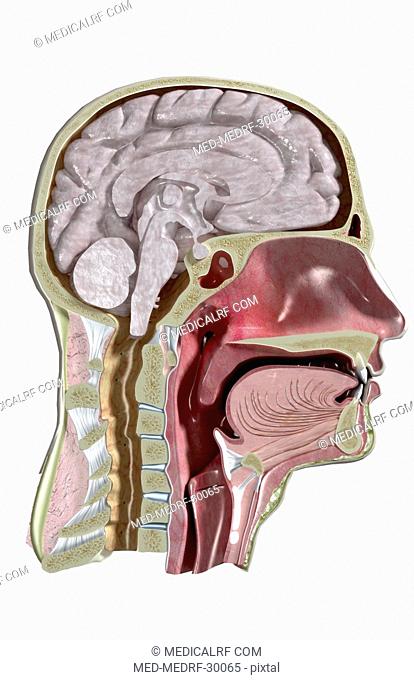 Sectional anatomy of head and neck